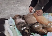 Sudin KPKP Kepulauan Seribu Gelar Vaksinasi Rabies