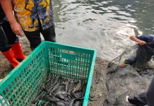 Sudin KPKP Jakbar Siapkan Langkah Pembasmian Ikan Sapu-Sapu