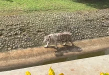 Taman Margasatwa Ragunan Terapkan Prinsip Kebebasan dalam Merawat Satwa