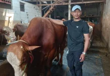 Peternak Sapi di Jakarta, Berdayakan Limbah Tempe dan Tahu