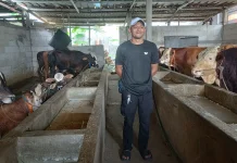 Strategi Rumah Sapi: Live TikTok untuk Pemasaran