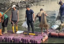 Pemkot Jakbar Tangkap 217 Kg Ikan Sapu-sapu di Cengkareng
