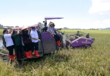 BRIN: Produksi Padi Biosalin di Pesisir Jepara Tembus 176 Ton