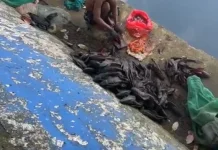 Satpol PP Amankan Penjual Daging Ikan Sapu-sapu di Sawah Besar