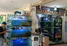 Pernah Tembus Rp300 Ribu, Kini Ikan Cupang di Cengkareng Dijual Rp20 Ribu