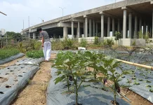 Kisah Inspiratif: Pelajar SMP Pilih Berkebun Ketimbang Tawuran