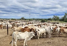 Antisipasi Risiko Geopolitik Global, Dharma Jaya Percepat Impor 7.500 Sapi