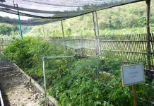 Digitalisasi Rumah Bibit Biomassa Perkuat Cofiring dan Ekonomi Desa