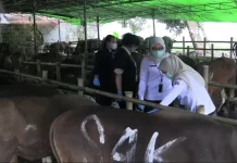 Jelang Idul Adha, Sudin KPKP Jakbar Mulai Periksa Hewan Kurban