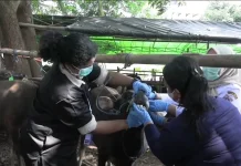 Jelang Idul Adha, Hewan Kurban di Jakbar Diberi Elektrolit Anti-Stres