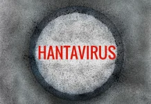 23 Kasus Hantavirus Ditemukan di Indonesia, Jakarta Waspada