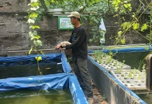 Kisah Pak Dani Sulap Gang di Koja Menjadi Kawasan Urban Farming Produktif