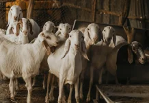 Hikmah Qurban Menyembelih Ego Menumbuhkan Taqwa