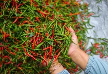 Kaya Nutrisi, Ini Manfaat Cabai Untuk Kesehatan