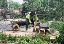 Sudin Tamhut Jakbar Tangani 703 Pohon Selama April 2026