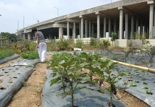 Melawan Tawuran dengan Urban Farming: Pemuda Rawa Malang Bangun Ketahanan Pangan