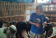 Jelang Idul Adha, Penjualan Kambing di Pesisir Meningkat Dibanding Tahun Lalu