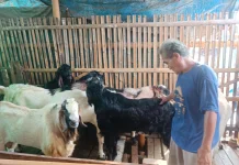 Pensiun Jadi Nelayan, Pak Dulamine Pilih Tekuni Ternak Kambing di Pesisir Jakarta