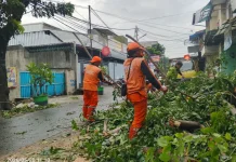 Dinilai Bahayakan Warga, Pohon Angsana di Jelambar Dipangkas Petugas