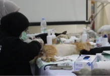 KPKP Jakbar Targetkan Sterilisasi 2.200 Kucing Sepanjang 2026