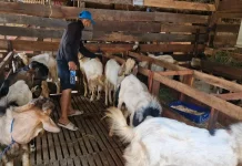 Penjualan Hewan Kurban Kambing Masih Stabil, Diprediksi Meningkat H-4 Lebaran Haji