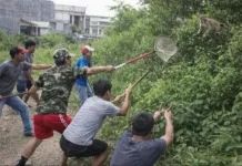 Teror Monyet Liar di Marunda, Upaya Penangkapan Belum Membuahkan Hasil