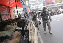 Mengganggu Kenyamanan Warga, Lapak Hewan Kurban di Tanah Abang Ditertibkan