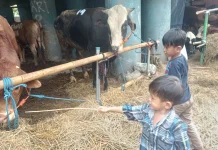 Kebun Binatang Dadakan: Lapak Sapi Kurban Jadi Hiburan Gratis Bagi Anak di Jakarta