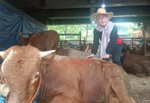 Dari Dapur ke Kandang: Kisah Bu Ela, Ibu Rumah Tangga yang Jadi SPG "Cowboy" Sapi Kurban