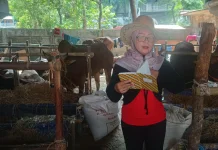 Ini Tips Memilih Sapi Kurban yang Sehat dan Layak ala SPG "Cowboy"