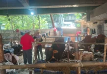 Berdayakan IRT, Lapak Sapi Kurban di Jakarta Gaji SPG Rp200 Ribu Per Hari