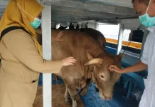 Puluhan Petugas Diterjunkan Awasi Kesehatan Hewan Kurban di Kepulauan Seribu