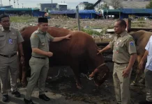 Puluhan Hewan Kurban Diangkut ke Kepulauan Seribu Jelang Iduladha