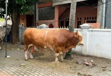 Prabowo Sumbang Sapi Kurban 1 Ton di Kalideres, Warga Namakan ‘Sapi Gemoy’