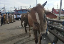 Jelang Iduladha, Bupati Ingatkan Proses Pemotongan Kurban Dijaga Kebersihannya