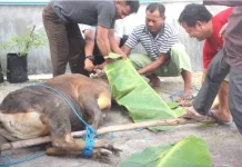 Cara Membersihkan Masjid setelah Penyembelihan Hewan Kurban