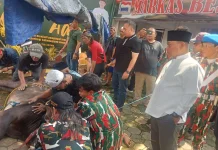 Mabes LMP Tebar Kepedulian lewat Penyembelihan 11 Ekor Sapi Kurban
