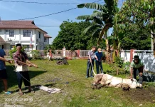 Sekber Wartawan Bogor, Potong Sapi Kurban Bupati Bogor