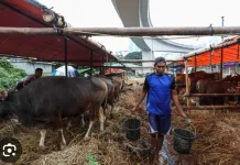 Seskab Teddy Indra Wijaya Beli Sapi Boyolali untuk Kebutuhan Kurban Idul Adha