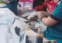 Sudin KPKP Kepulauan Seribu Berhasil Vaksinasi Ratusan Kucing