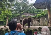 Sambut HUT Jakarta, Taman Margasatwa Ragunan Gratiskan Tiket Masuk