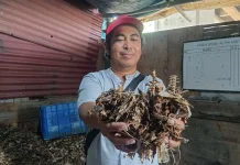 Pedagang Ikan Asin di Jakarta Sukses Olah Limbah Tulang Tongkol Jadi Pakan Ternak