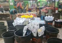 Stok Langka, Harga Mawar di Pasar Rawa Belong Melonjak dari Rp50 Ribu jadi Rp150 Ribu