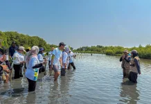 Perkuat Ketahanan Pesisir, PLN EPI Tanam 1.680 Mangrove di Karawang