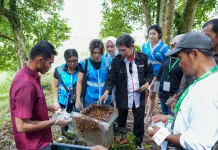PLN EPI Dorong UMKM Naik Kelas lewat Budidaya Madu Kelulut