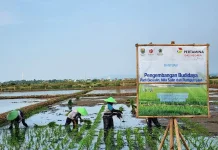 Dari Padi Biosalin ke Minapadi Salin, PGN dan BRIN Dorong Nilai Ekonomi