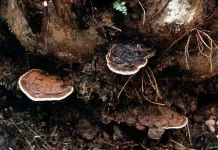 APKASINDO Dorong Petani Sawit Perkuat Kapasitas dari Ancaman Ganoderma
