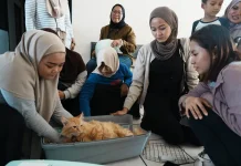 Sudin KPKP Jakbar Sterilisasi 200 Kucing Jantan Lokal di Gropet