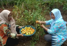 Hijaukan Jakarta  Warga Koja Berhasil Ubah Lahan Kumuh Jadi Kebun Produktif