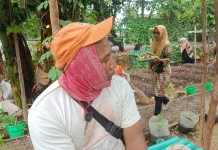 Dedikasinya Petugas PPSU Merawat Ketahanan Pangan di Tengah Kota